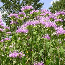 FRONT FLOWER BED