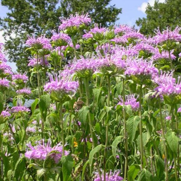 Wild Bergamot