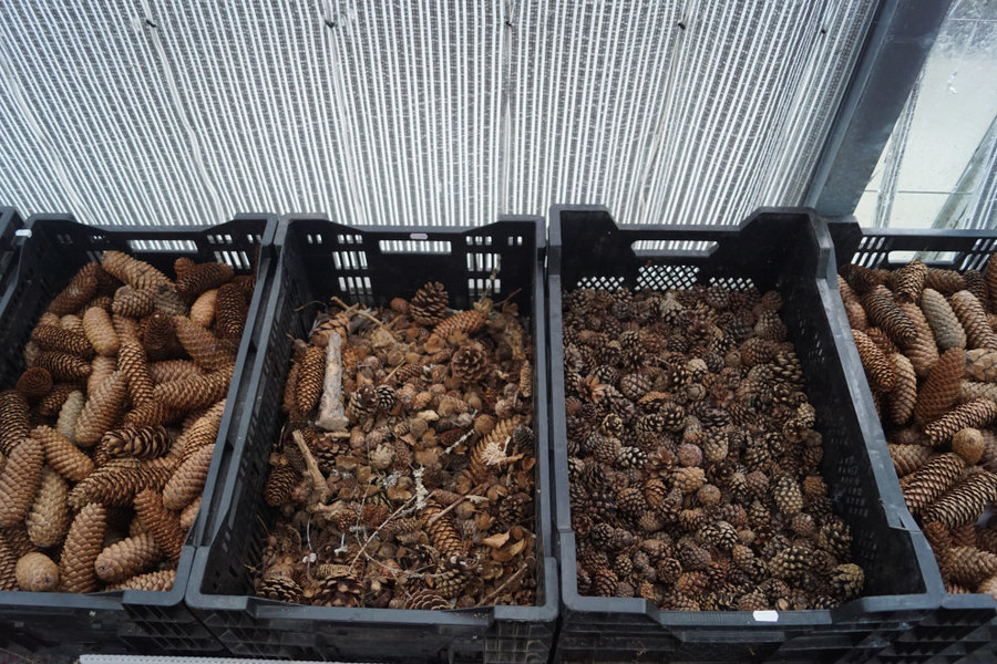 Fuchsiahavens Julesalg 2019