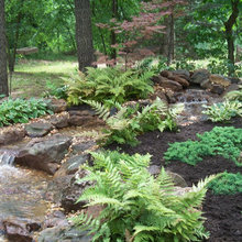 woodland garden