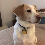 Joseph Ledermann's photo
