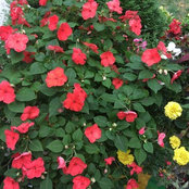 Diva Snow-flowers foto