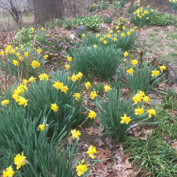 Daffodils in natural mulch