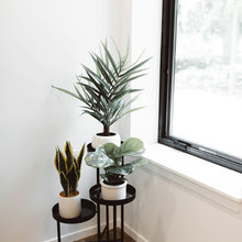 Plants