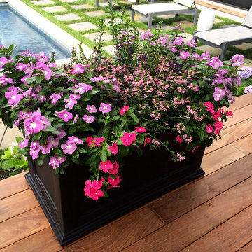 Flower Boxes/Pots/Windows
