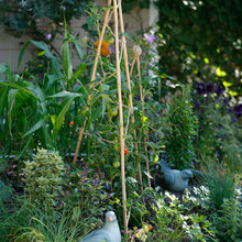 vegetable garden