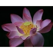 Judy Pratt's photo