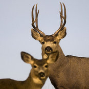 deer_foxさんの写真