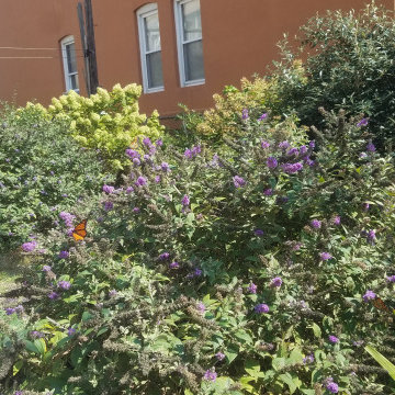 Small Urban Garden - Fall