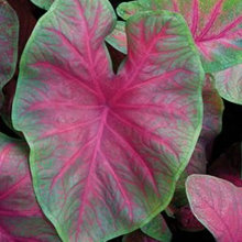 Garden shade