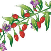 Herbal Help's photo