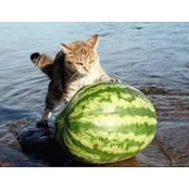 Kristin Parcell's photo