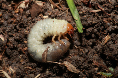 Grub & Insect Control Services | Watertown, CT