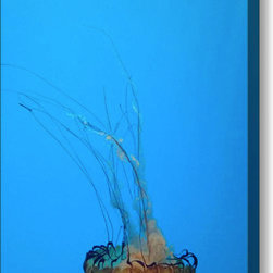 Jellyfish Wall Art - Photographs