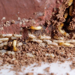 Pro Pest Control Cairns - Products