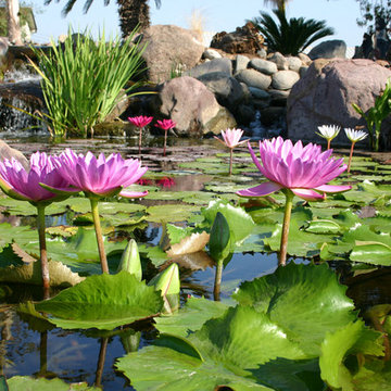 Example of Water feature pond in bloom with water lilies