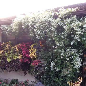 Gardens, Perennials, Shrubs & Trees