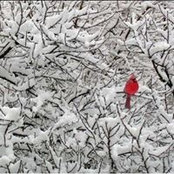 Michael Piccolo's photo
