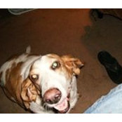 Mitch DeBoer's photo