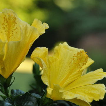Summer Hibiscus