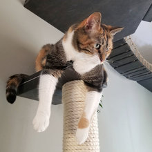 Cat Furniture