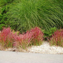 grasses