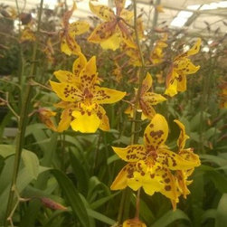 orchids - Products