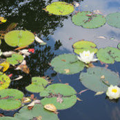 Sana Merchant's photo