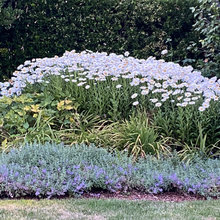Flora