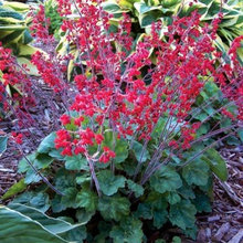 Landscaping & Gardening Ideas