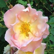 Kathleen Serracino-inglott's photo