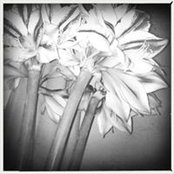 Claire Dubosc's photo