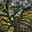 Beaver Tree Service, Inc.