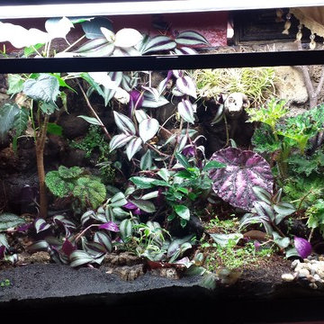 Terrarium at Pepe Studio