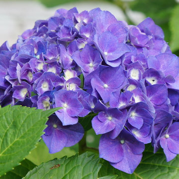 garden flowers