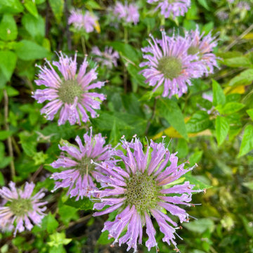Native Meadow