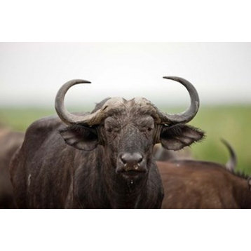 African Buffalo Wildlife Uganda Print