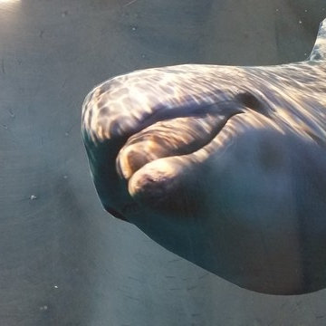 Epoxy Sea Floor