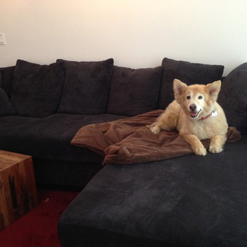 Dark Brown Sectional with Chaise for Dog | The Sofa Company