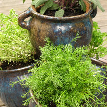 herb garden