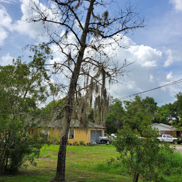 Tree Service