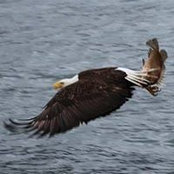 Mike Sills's photo