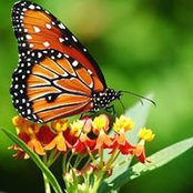 Ora Williams's photo