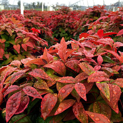 Current Featured Plants - Products