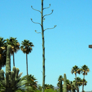 Southwestern Plants