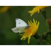 Angie Douma's photo
