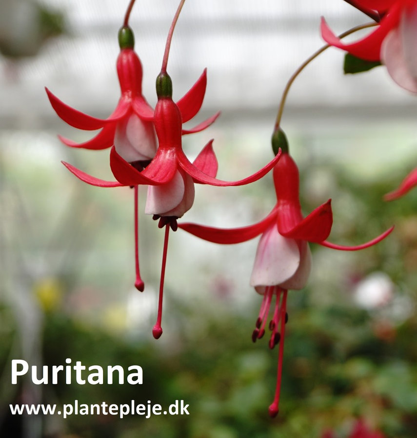 Fuchsia liste 2020 (her ses fotos af en mindre del af de fuchsia vi producere)