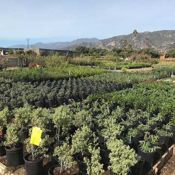 Local Nurseries