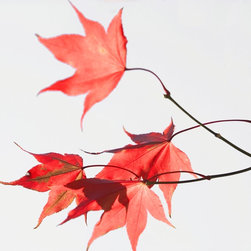 Fine Art suitable for framing - Products