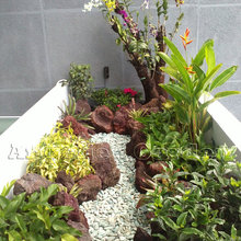 orchids